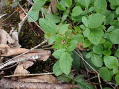 Valeriana sitchensis