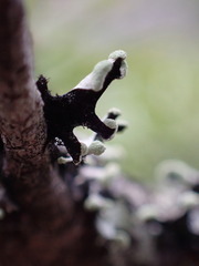 Hypotrachyna sinuosa