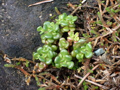 Sedum oreganum