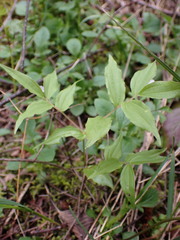 Prosartes hookeri