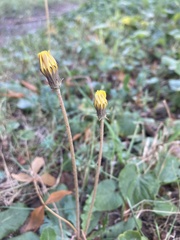 Taraxacum serotinum
