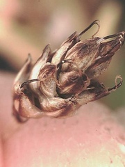 Carex nardina