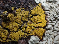 Candelariella