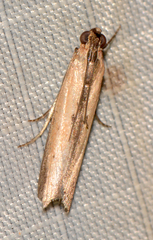 Elasmopalpus lignosella