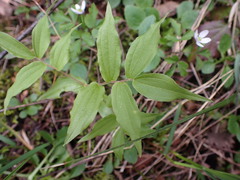 Prosartes hookeri