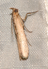 Elasmopalpus lignosella