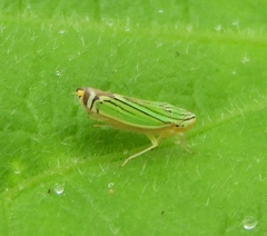 Sibovia