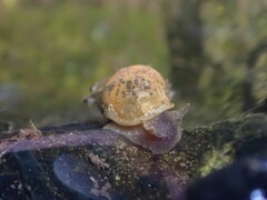 Lymnaeidae