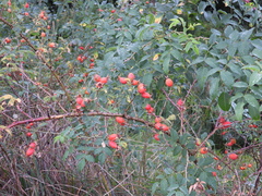 Rosa canina