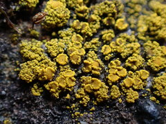 Candelariella