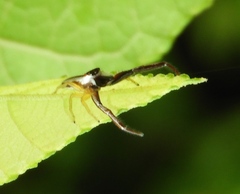 Hentzia