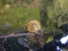 Lymnaeidae