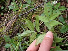 Prosartes hookeri