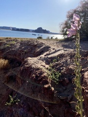 Plantaginaceae