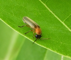 Photinus pyralis