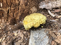 Buchwaldoboletus sphaerocephalus