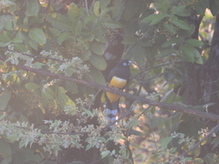Trogon melanocephalus