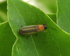 Photinus pyralis