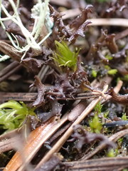 Scytinium palmatum