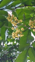 Pterocarpus officinalis