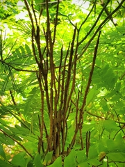 Calyptospora columnaris