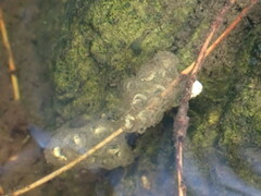 Ambystoma macrodactylum