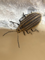 Neolochmaea dilatipennis