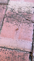 Camponotus castaneus