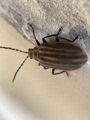 Neolochmaea dilatipennis