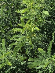 Amorpha fruticosa
