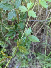Rubus trivialis