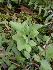 Lonicera ciliosa