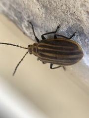 Neolochmaea dilatipennis