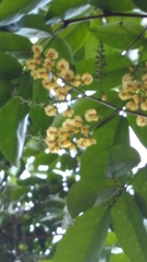 Pterocarpus officinalis