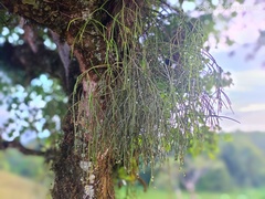 Rhipsalis baccifera
