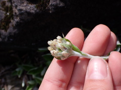 Antennaria howellii