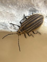Neolochmaea dilatipennis