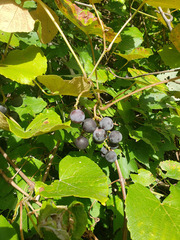 Vitis labrusca
