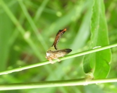 Umbonia crassicornis