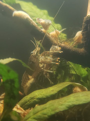 Faxonius virilis