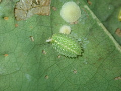 Apoda limacodes