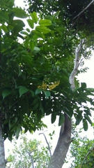 Pterocarpus officinalis