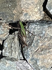 Metrioptera brachyptera