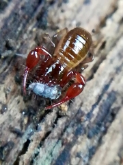 Neobisium