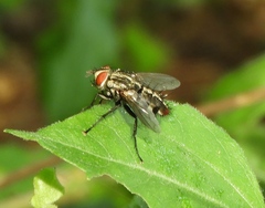 Oestroidea