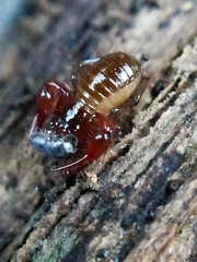 Neobisium