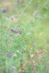 Medicago