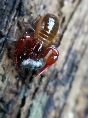 Neobisium