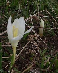 Crocus vallicola