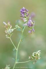 Medicago